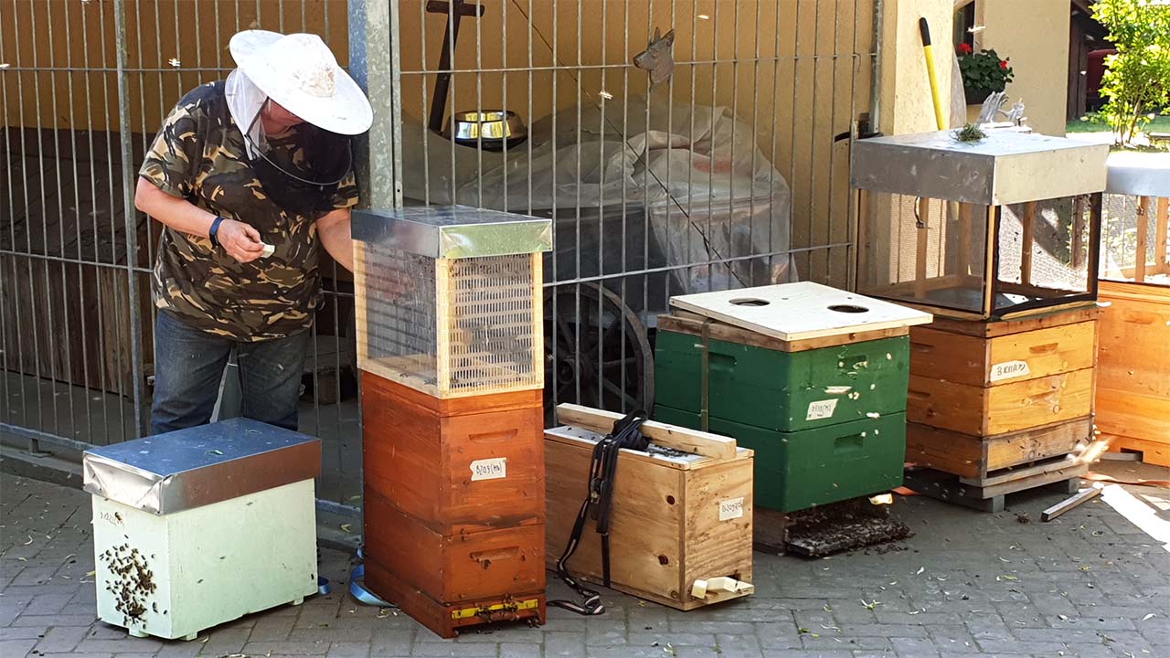 Die Buckfast-Zucht im BNO